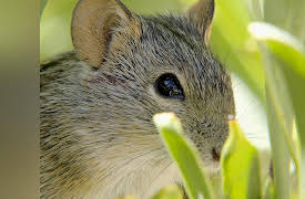 Great Parks Of Africa: Table Mountain National Park