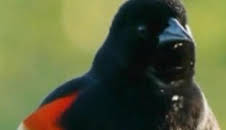 Misterios de la naturaleza: Apocalipsis now