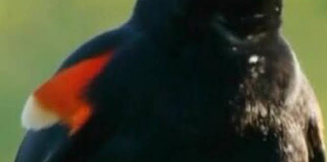 06:00: Misterios de la naturaleza: Apocalipsis now | Discovery Max | 1/18 2026