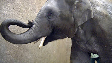 17:10: Leopard, Seebär & Co. (82) | NDR Fernsehen | 9/29 2026