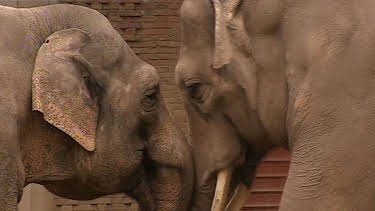 17:05: Panda, Gorilla & Co. | RBB Fernsehen | 4/20 2026