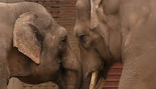 Panda, Gorilla & Co.