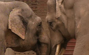 Panda, Gorilla & Co.