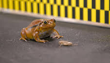 Little Giants (S1 E4)