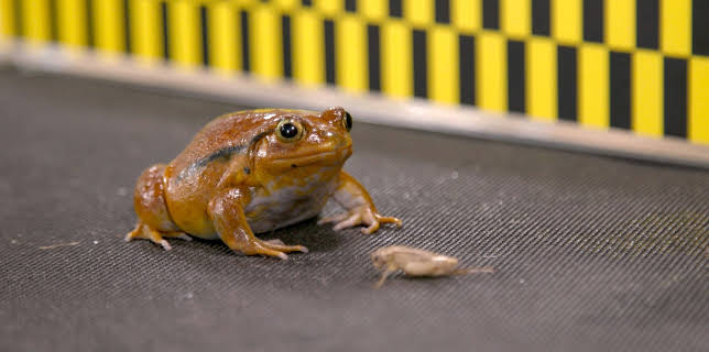 09:53: Little Giants (S1 E4) (S1) | Animal Planet | 11/23 2025