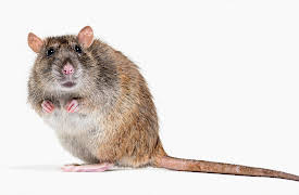 I Contain Multitudes: Microbe Minute, Season 1: Cats & Rats