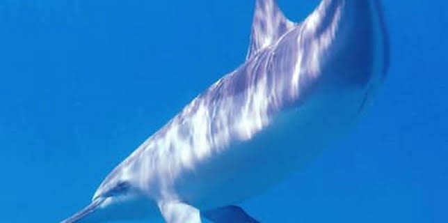 The Dance of the Free Dolphins: A Journey Into the Blue (2023)