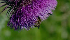 natur exclusiv