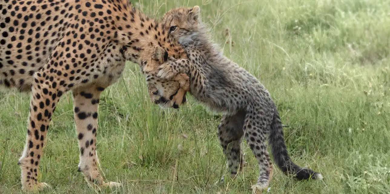 Mother Cheetah (2021)