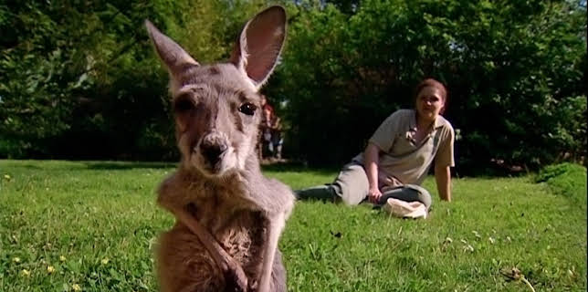 10:35: Elefant, Tiger & Co. | MDR Fernsehen | 11/17 2025