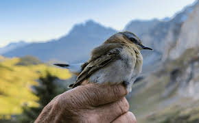 Naturwunder Schweiz (3/4)