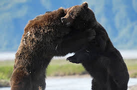 Big Beasts: The Brown Bear