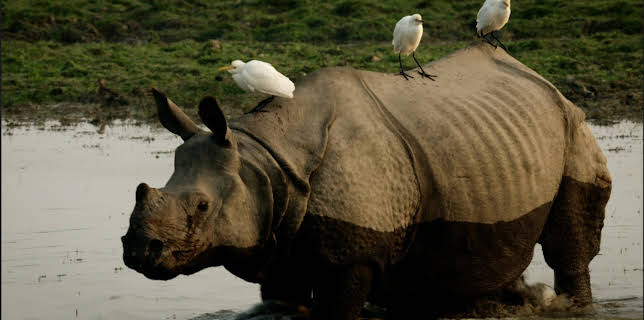 11:50: Brahmaputra - Der große Fluss vom Himalaya (3/3) | 3SAT | 1/6 2026