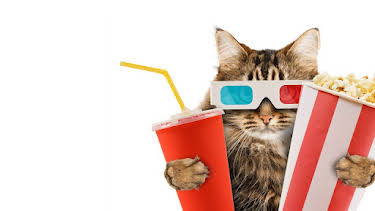 11:00 AM: 100 Funniest Cats Caught on Camera | 5 Star | 8/30 2026