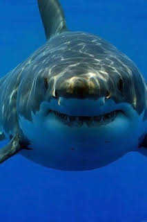 17:36: Tiburones. Los cinco grandes | La Otra | 1/25 2026