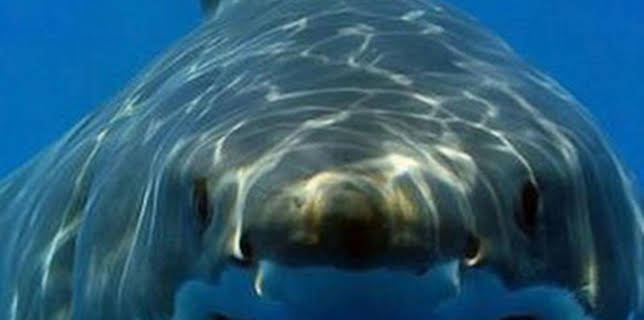 16:36: Tiburones. Los cinco grandes | La Otra | 1/25 2026