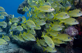 Wild Caribbean: Reefs and Wrecks