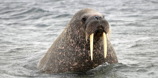 09:55: Abenteuer Wildnis | BR Fernsehen | 1/24 2026