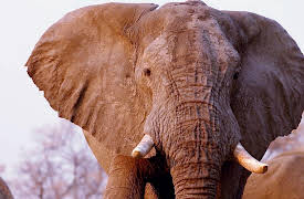 Animal DNA: The Big Boys