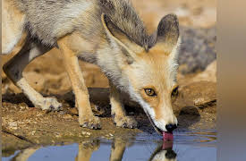 Wild Israel: The Negev Desert