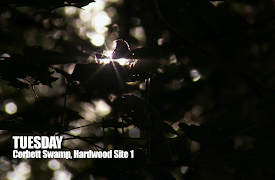 Swamp Loggers: Episode 6