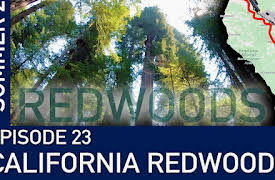Summer 2019 American Road Trip: California Redwoods
