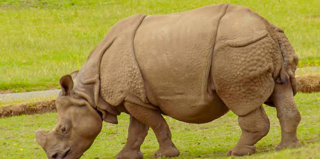 12:40 PM: Go Wild (S2) | Cbeebies | 3/18 2026