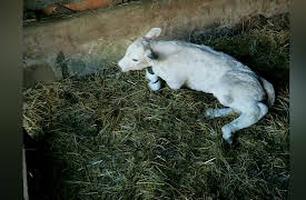 It's A Vet's Life: Episode 11