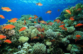 Oceanography: Exploring Earth's Final Wilderness: Habitats—Sunlit Shelves to the Dark Abyss