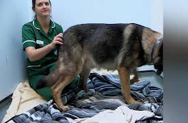 It's A Vet's Life: Episode 15