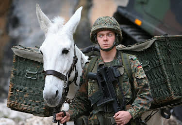 01:15: Tiere im Krieg - Spione, Boten und Kämpfer | ZDF | 4/18 2026