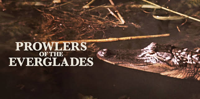 Prowlers of the Everglades (1953)