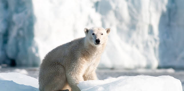 16:45: Zauber der Jahreszeiten - Spitzbergen | 3SAT | 11/14 2025