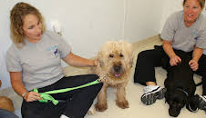 Animal Cops Philadelphia (S12 E11)