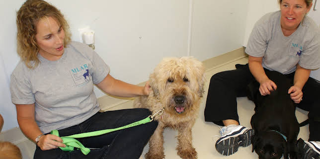 03:00: Animal Cops Philadelphia (S12 E11) (S12) | Animal Planet | 11/11 2025