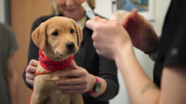 5:00 AM: Fern Britton: Inside the Vet's (S2 E3) (S2) | ITV2 | 8/9 2026