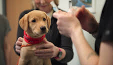 Fern Britton: Inside the Vet's (S2 E3)
