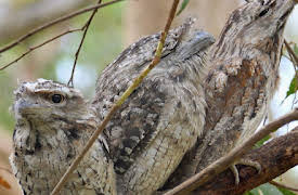 Wildest Places: The Bush
