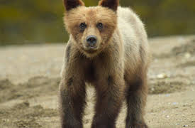 Wild Babies: Upp till bevis