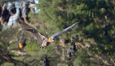 Luftakrobaten des Tierreichs