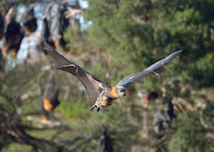 Luftakrobaten des Tierreichs