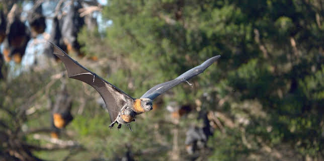 18:35: Luftakrobaten des Tierreichs | Arte | 1/14 2026