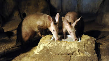 07:00: Panda, Gorilla & Co. | RBB Fernsehen | 4/18 2026