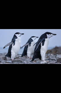 21:40: Los secretos de los pingüinos: Rebeldes con causa | Nat Geo Wild | 12/13 2025