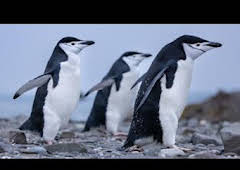 Los secretos de los pingüinos: Rebeldes con causa