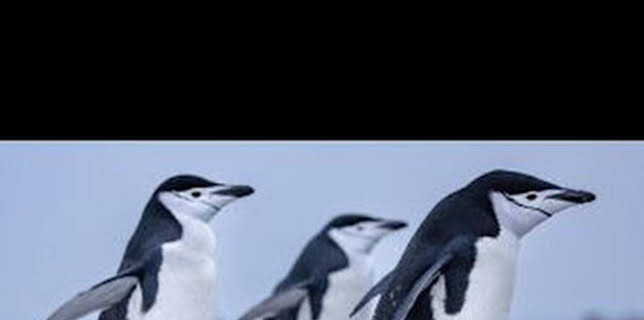 18:00: Los secretos de los pingüinos: Rebeldes con causa | Nat Geo Wild | 12/13 2025