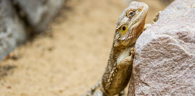 09:53: Little Giants (S1 E6) (S1) | Animal Planet | 11/30 2025