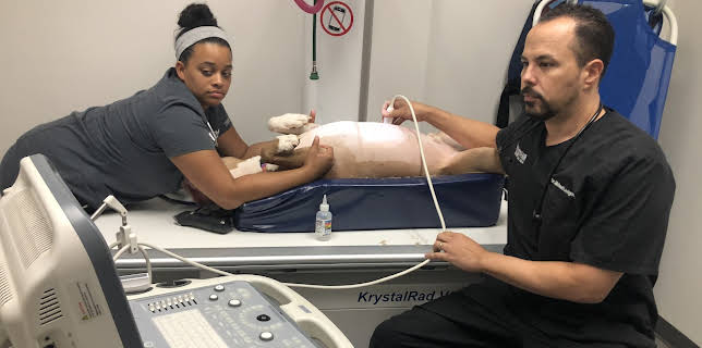 03:00: The Vet Life (S3 E3) (S3) | Animal Planet | 12/24 2025