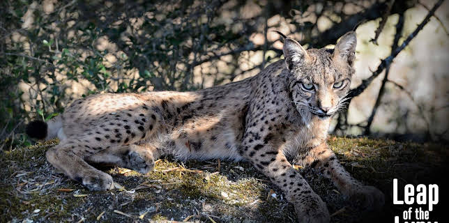 Leap Of The Lynx (2012)