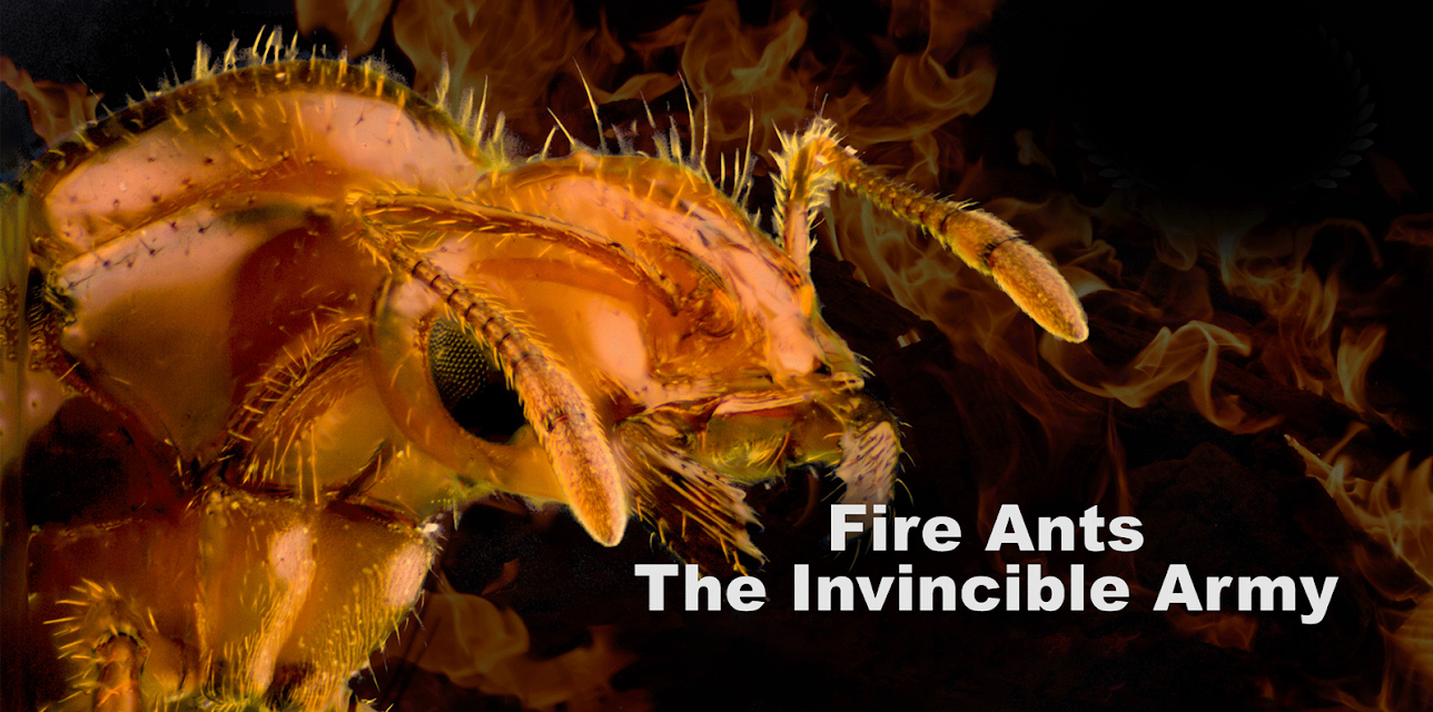 Fire Ants: The Invincible Army (2022)